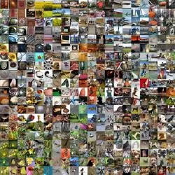 Sample from the ImageNet dataset (source)